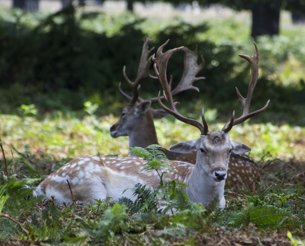 £25k rural wildlife killing trips